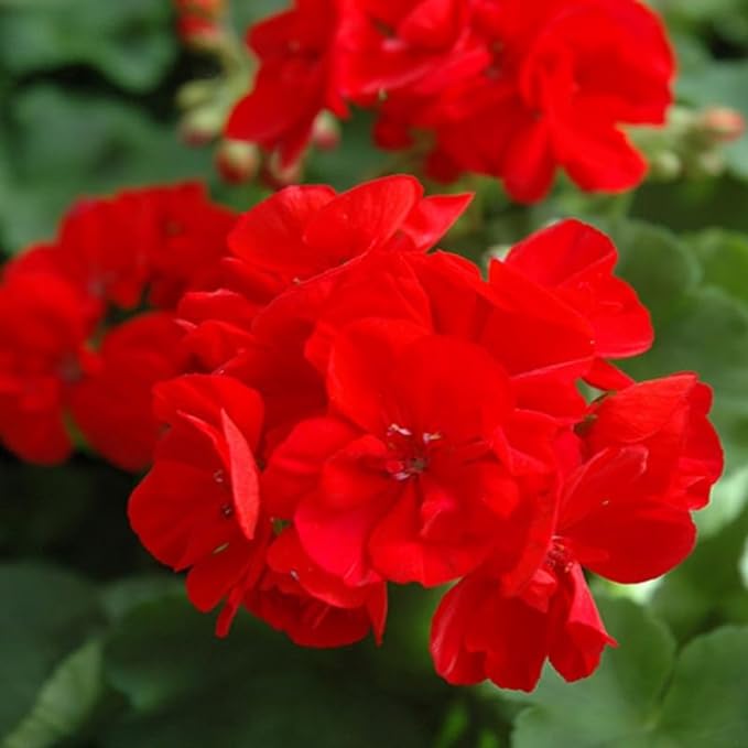 4in Geranium Red