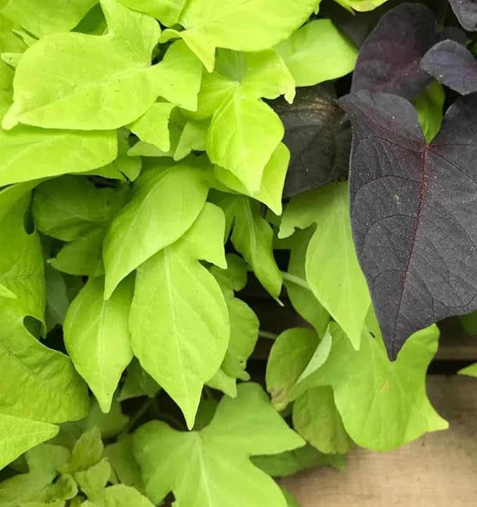 4in Sweet Potato Vine - Green