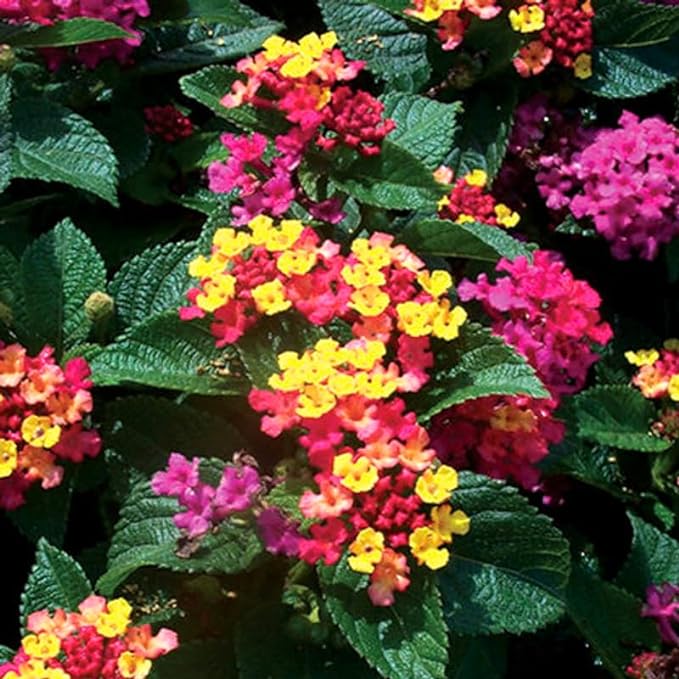 4in Lantana - Mixed Colors