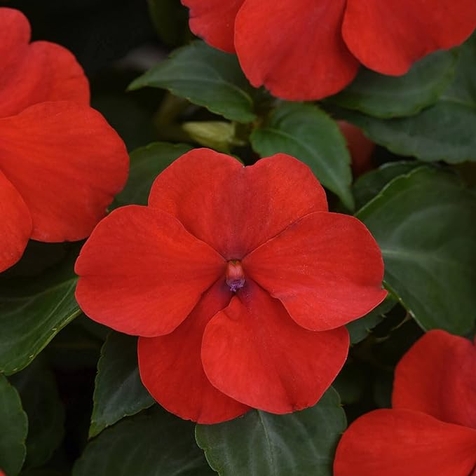 4in New Guinea Impatiens - Red