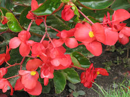 5in Dragon Winged Begonia - Red