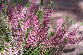 4in Heather