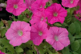 4in Wave Petunia - Pink