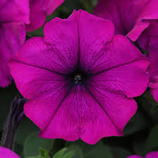 4in Wave Petunia - Purple