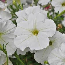 4in Wave Petunia - White