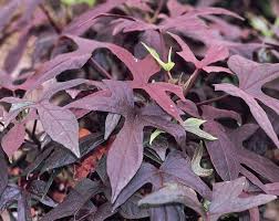 4in Sweet Potato Vine - Red/Purple