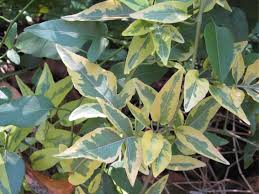 4in Sweet Potato Vine - Varigated