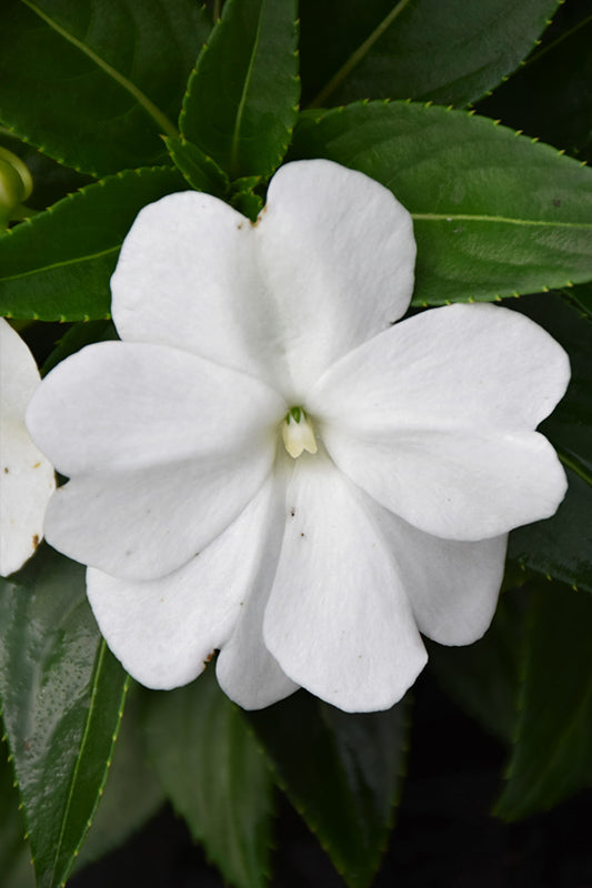 4in New Guinea Impatiens - White
