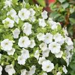 4in Million Bells White