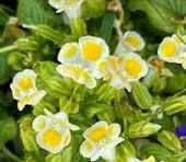 4in Vining Torrenia Yellow