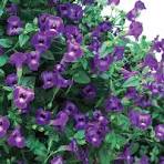 4in Vining Torrenia Purple
