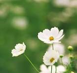 4in Cosmos  White