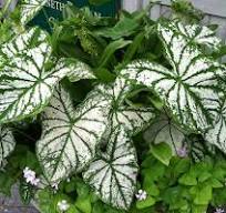 5in Caladiums Green and White
