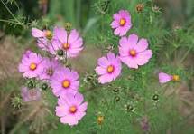 4in Cosmos  Pink