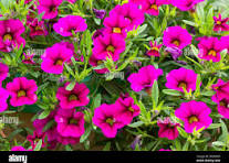 4in Million Bells Pink
