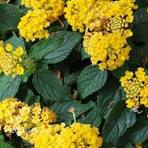 4in Lantana Yellow