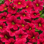 4in Million Bells Red