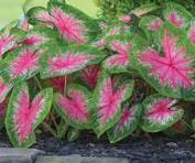 5in Caladiums Pink