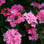 4in Verbena - Pink