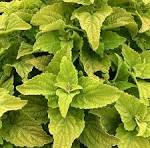 4in Coleus - Green
