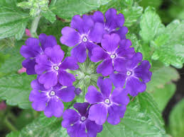 4in Verbena - Blue