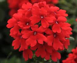 4in Verbena - Red