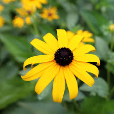 5in Black Eyed Susans