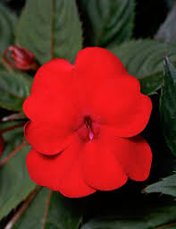 5in Sunpatiens (Impatiens) Red