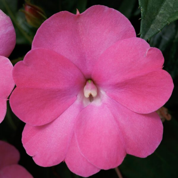 4in New Guinea Impatiens - Pink