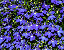 4in Lobelia - Blue